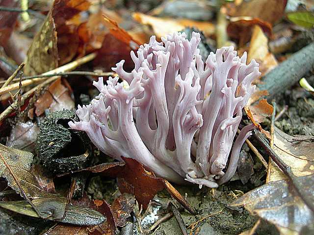 Clavaria   zollingeri    Lv.